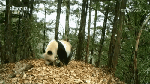 米乐M6：焦点访谈｜生物多样性助力我国经济高质量发展(图6)
